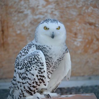 Ilustrasi burung hantu putih atau snowy owl. 