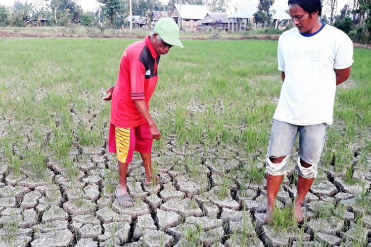 Ratusan hektar padi sawah di Desa Lare-Lare, Kecamatan Bua, Kabupaten Luwu, Sulawesi Selatan, Selasa (17/09/2019) dilanda kekeringan. Tanaman padi warga yang berumur lebih dari 1 bulan mulai layu dan terancam mati, begitupun dengan kondisi tanah persawahan mengalami retak-retak dengan lebar mencapai 15 sentimeter, akibat tidak mendapat pasokan air.