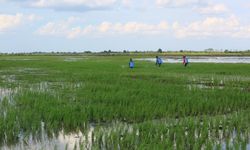 Kementan Klaim Food Estate Dibuat Sesuai Kajian dan Tepat Sasaran