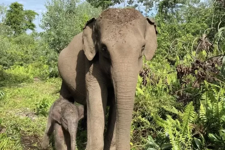 Induk Gajah Ria Lahirkan Bayi Betina di Taman Nasional Tesso Nilo
