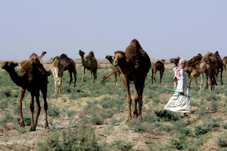 Seorang penggembala mencari air di padang Kut, 180 kilometer dari Baghdad.