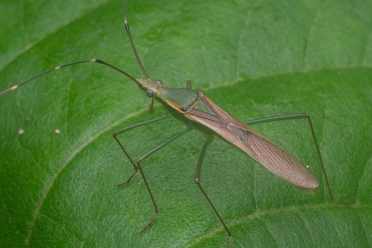 Ilustrasi hama walang sangit.