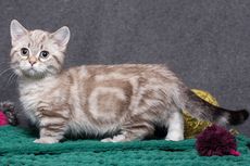 12 Fakta Menarik Kucing Munchkin, Si Gesit yang Berkaki Pendek