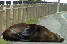 Anjing Laut Berjemur di Tepi Jalan, Arus Lalu Lintas Dialihkan