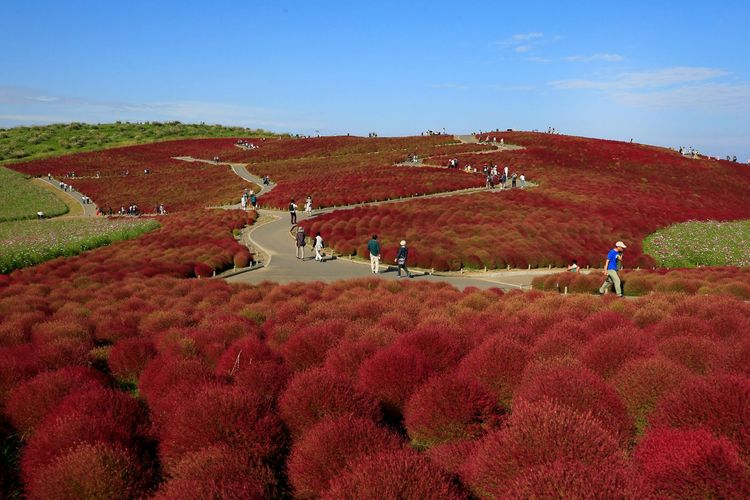 Wisata Kebun Herbal di Kobe Jepang, Ini Jadwal dan Cara Berkunjung untuk Wisatawan