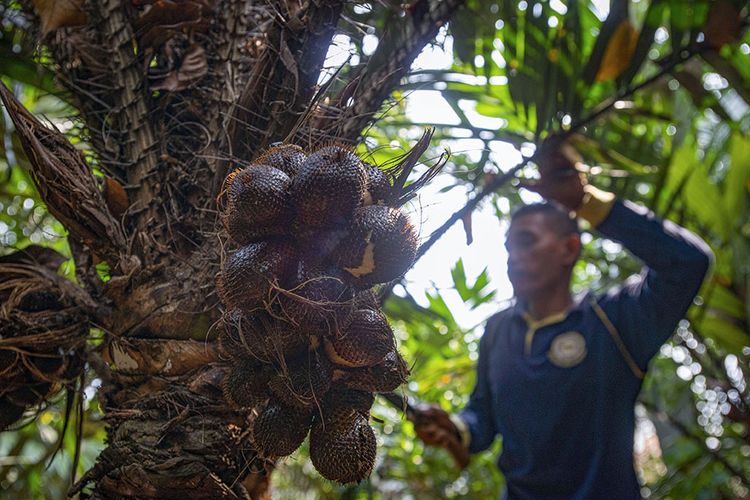 Foto dirilis Rabu (23/6/2020), memperlihatkan petugas merawat tanaman salak condet di Kebun Cagar Buah Condet (KCBC), Balekambang, Jakarta Timur. Upaya pelestarian salak condet sebagai maskot DKI Jakarta kini terus berpacu dengan pesatnya alih fungsi lahan hijau. Segala daya dan upaya terus dilakukan agar salak condet tidak punah dari bumi Jakarta.