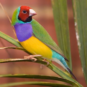 Gouldian finch