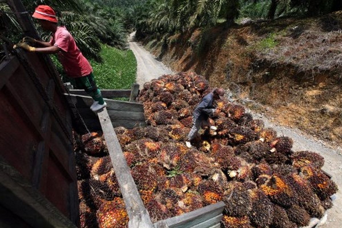 Gambar yang diambil pada 25 September 2011 menunjukkan pekerja memuat buah kelapa sawit ke truk di sebuah perkebunan di Bintulu Sarawak.