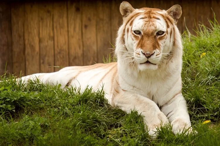 Penampakan harimau emas langka ini memang indah, tetapi merupakan pertanda buruk bagi kelangsungan hidup harimau Bengal.