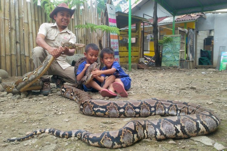 Steve Ewon bersama kedua anaknya tengah bermain dengan ular jenis Python Reticulatus atau lebih dikenal dengan nama Sanca Kembang di Rumah Ular. 