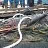 Warga Sebut Sudah Tangkap 13 Buaya yang Lepas dari Penangkaran di Batam