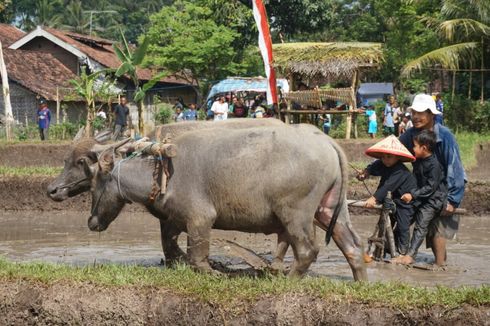 Tarik Wisatawan, Banyuwangi Segera Buka Kampung Coklat