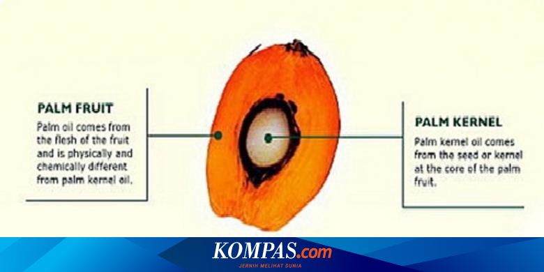 Perancis Batalkan Pajak Progresif Ekspor Industri Cpo Bakal Naik