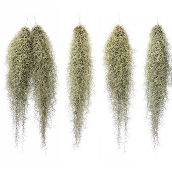 Ilustrasi tanaman Spanish Moss.