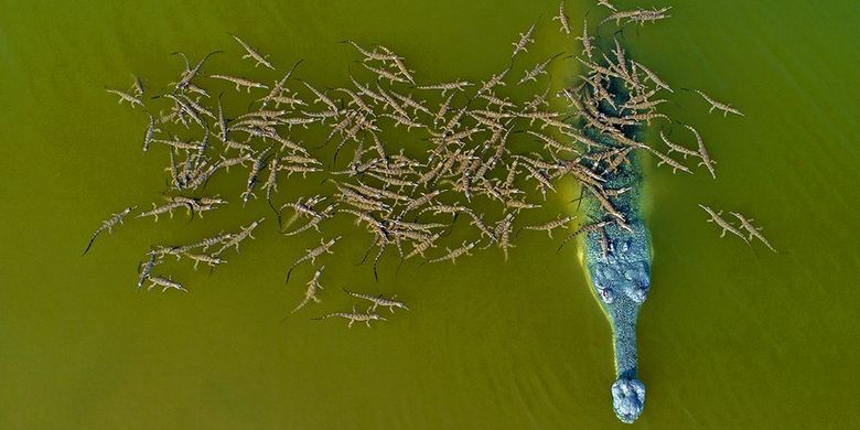 Potret sisi lain seekor gharial bersama 100 anaknya di sungai India.