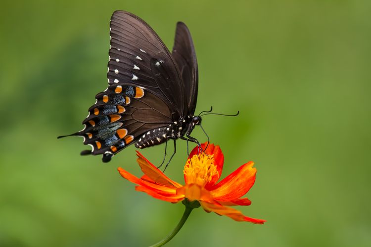 Kupu-kupu Black Swallowtail hinggap di bunga berwarna orange.
