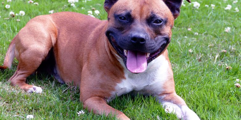 10 Ras Anjing Yang Cocok Jadi Penjaga Di Rumah Halaman All Kompas Com