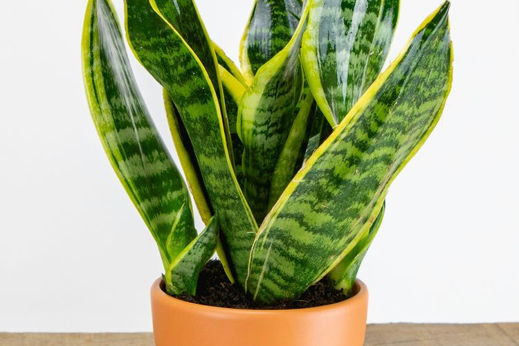 Ilustrasi lidah mertua.