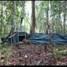Harimau Sumatera yang Masuk Perangkap di Riau Dilepasliarkan ke Habitatnya