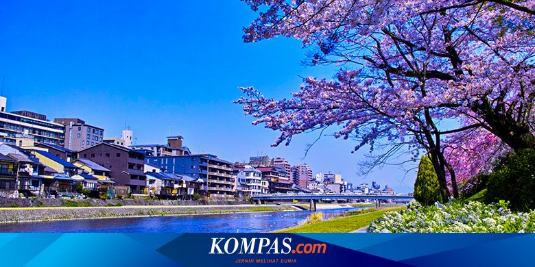 Bunga Sakura Tumbuh Dengan Indah Di Tengah Wabah Virus Corona Halaman All Kompas Com