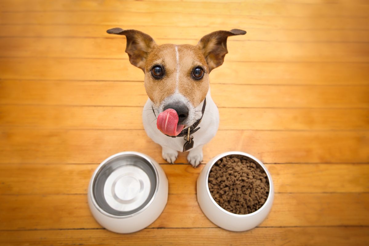 Ilustrasi anjing makan. Anjing bisa merasakan makanannya, sebab hewan peliharaan sahabat manusia ini pada dasarnya memiliki sedikit kesamaan dengan cara lidah manusia merasakan makanan.