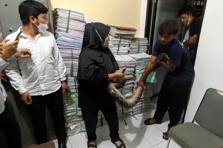 Evakuasi ular dari gudang arsip Kantor ATR/BPN Banyumas, Jawa Tengah, Rabu (16/3/2022).