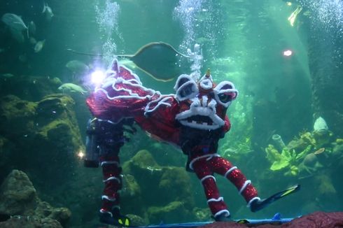 Asyik, Ada Pertunjukan Barongsai Dalam Air di Sea World Ancol