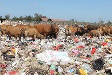 Sampah Jadi Makanan Pokok Sapi di Kecamatan Alak