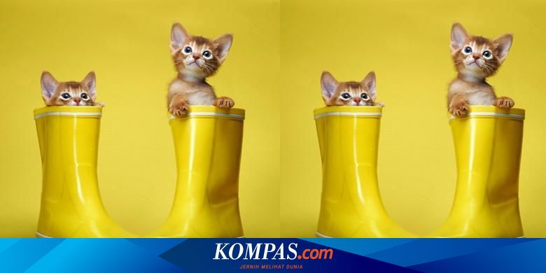 Kurangi Stres Dengan Menonton Video Tingkah Kucing