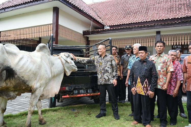 Bupati Kebumen, Arif Sugiyanto, memborong 11 ekor sapi untuk kurban dalam rangka merayakan Hari Raya Idul Adha 1445 Hijriah. 