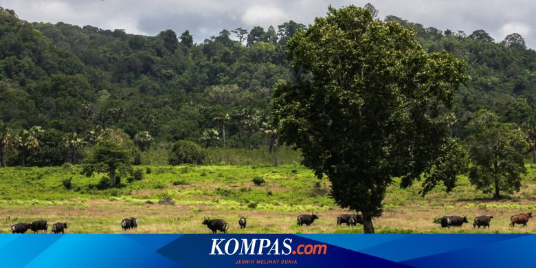 Catat! TN Alas Purwo Tutup Sampai 20 Juli 2021 - Vimarsana News