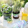7 Langkah Mudah Menanam Tanaman Herbal di Dalam Rumah
