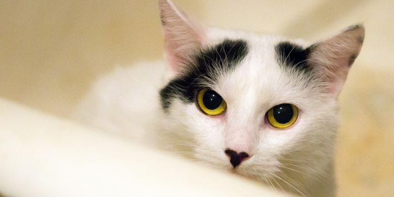Inilah 5 Jenis Kucing Peliharaan Paling Populer Di Dunia Halaman All Kompas Com