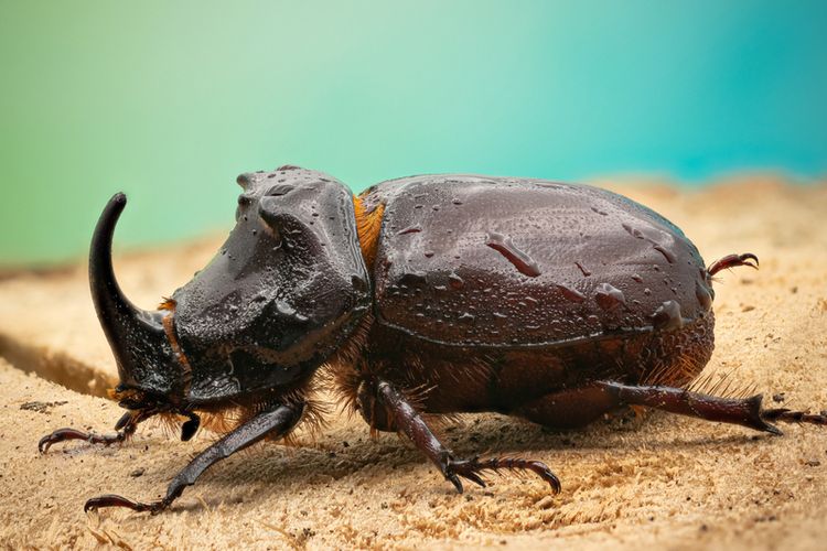 Ilustrasi kumbang tanduk (Oryctes rhinoceros). 