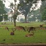 Cegah PMK, Bima Arya Imbau Warga Tidak Beri Makan Rusa di Istana Bogor