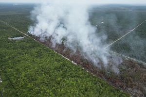 Walhi Soroti Banjir Berulang di Kalteng, Perlindungan Hutan Dinilai Semakin Buruk