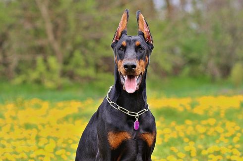 Betulkah Anjing Doberman Galak dan Berbahaya? Ini Faktanya