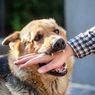 Tips Mudah Menyikat Gigi Anjing Peliharaan 