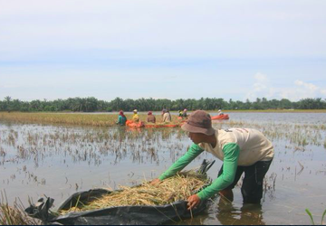 Petani Aceh Tamiang Panen Padi Pakai Perahu Karet di Tengah Banjir