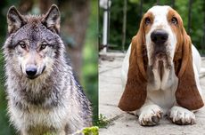 Cara Menjaga Tanaman Poinsettia Tetap Hidup di Ruangan Selama Natal