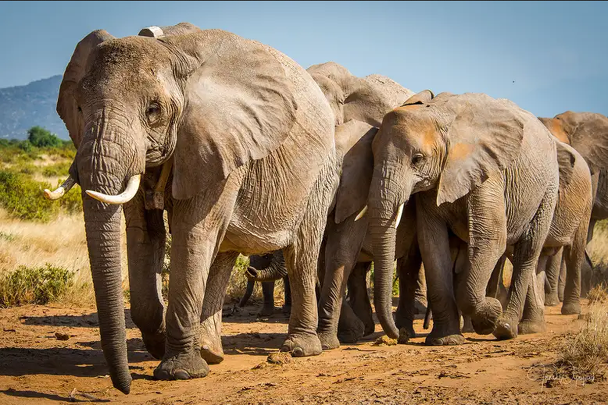 Ilustrasi gajah sabana Afrika. 
