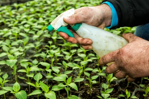 Solusi Kendalikan Pestisida Menggunakan Biosurfaktan