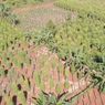 Kebun Lada Indonesia Terluas di Dunia, tapi Produksinya Kalah dari Vietnam