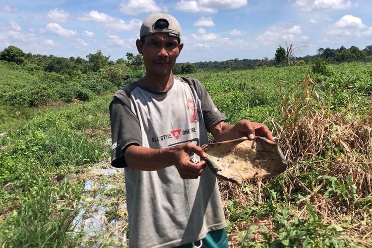 Seminggu Menuju Panen, Kebun Semangka 1,5 Hektar di Pekanbaru Ludes Diamuk Kawanan Gajah