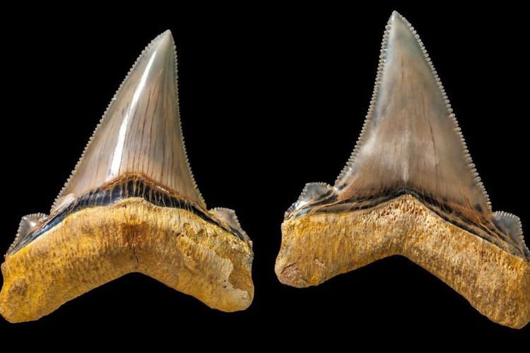 Fosil gigi hiu purba, Carcharocles angustidens