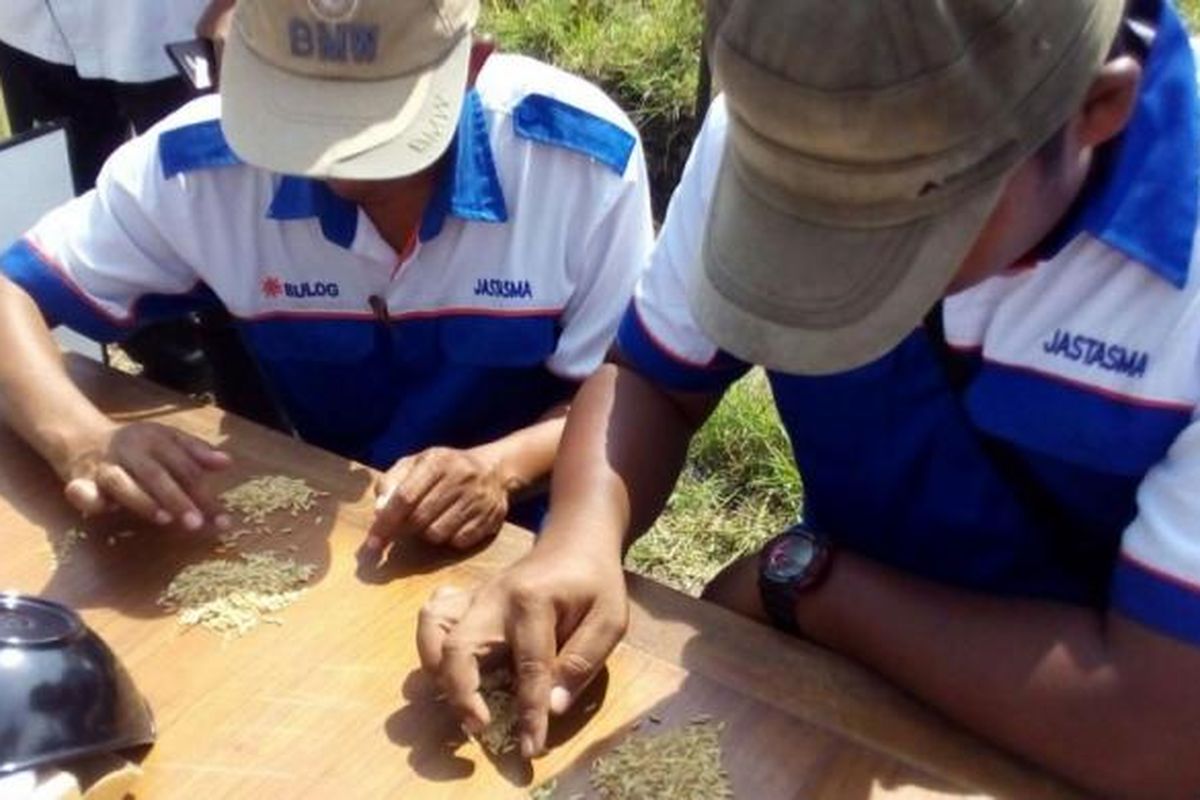 Petugas dari Bulog memeriksa gabah yang dibeli dari petani di Desa Karang Banyu, Kecamatan Widodaren, Kabupaten Ngawi, Jawa Timur pada Rabu (8/3/2017). Pada musim panen raya ini Bulog membeli gabah petani dengan harga Rp 3.700 per kilogram dengan kadar air 25 persen. 