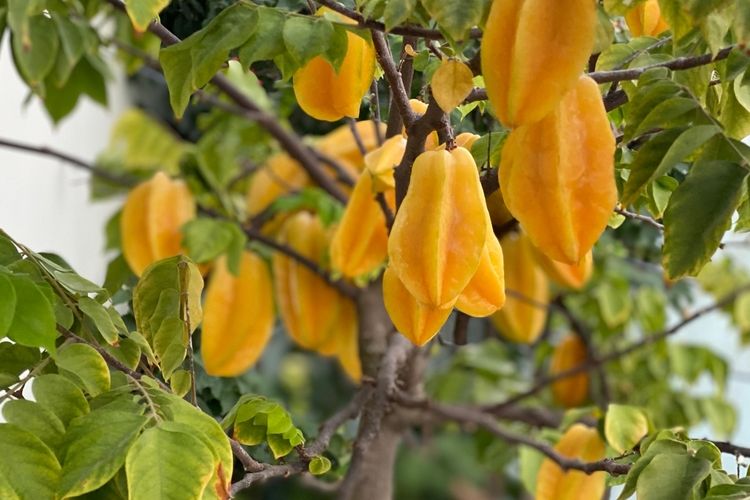 Ilustrasi buah belimbing di pohon, pohon belimbing.