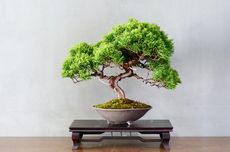 Cara Menanam dan Merawat Tanaman Bonsai