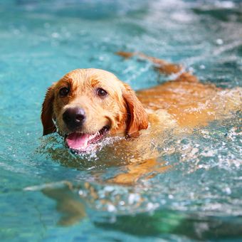 Ilustrasi anjing berenang untuk mengatasi cuaca panas