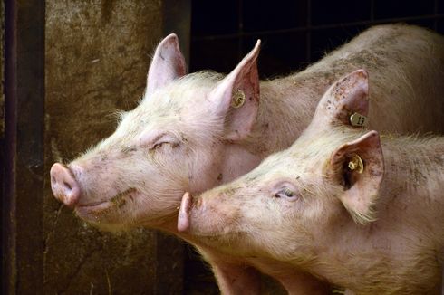 20 Babi di Lembata Mati Mendadak dalam 2 Pekan Diduga Akibat ASF